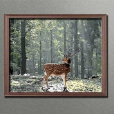 Painting by Numbers Horses Black White Horse